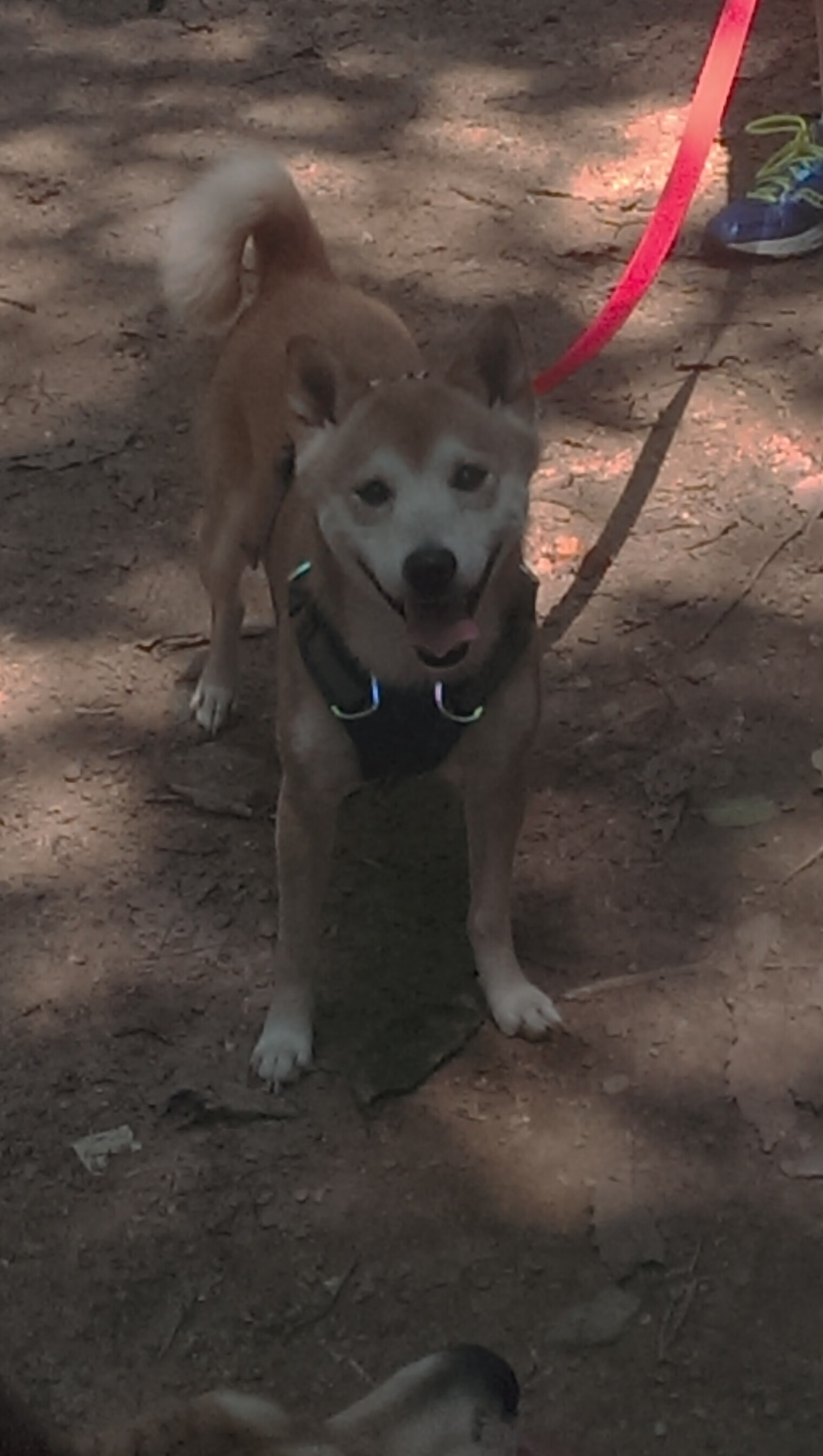 开云体育APP下载-霍勒迪爆发撕裂防线，森林狼战术压制新疆队，诠释现代篮球的唯一性